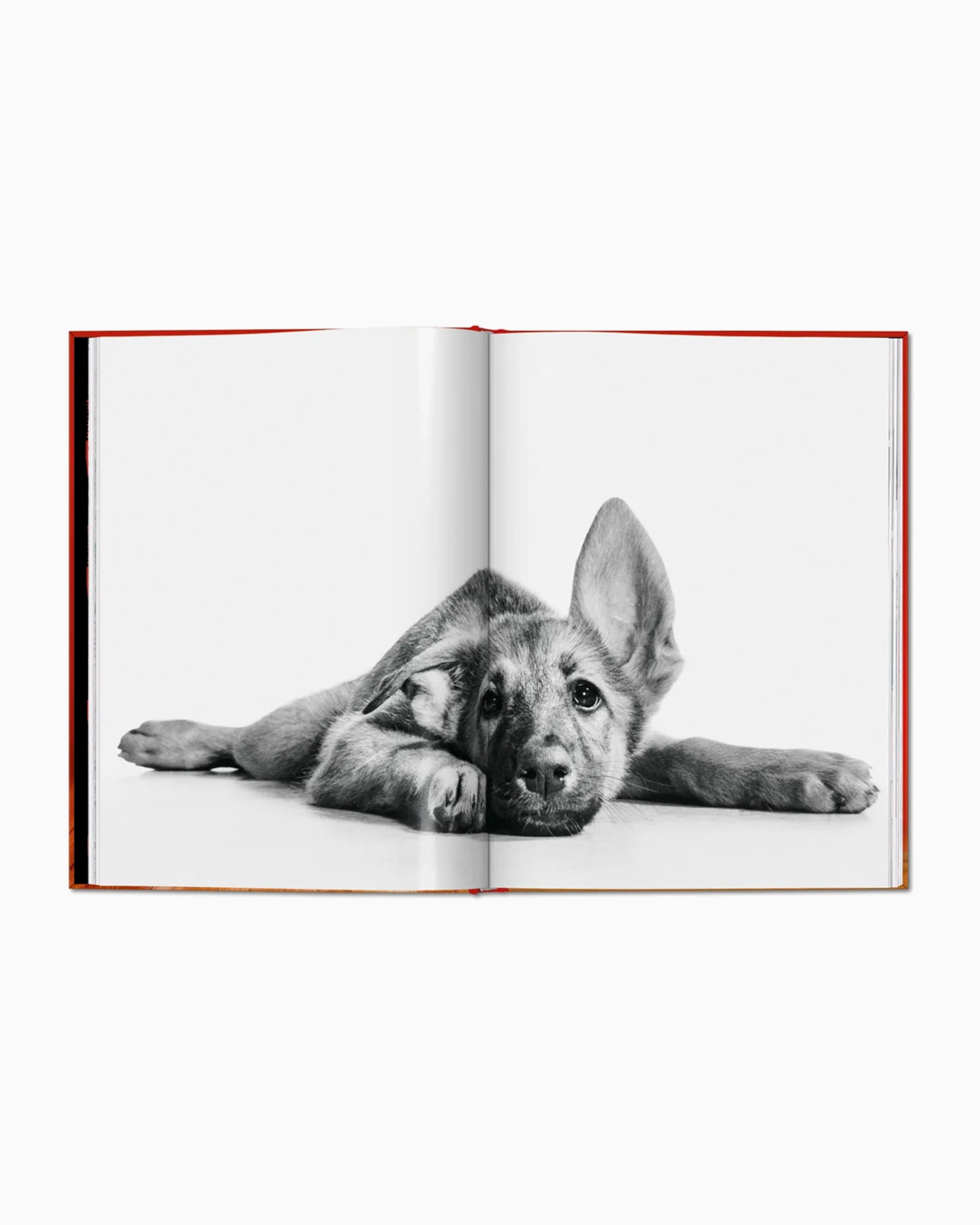 Books Magazines Taschen Walter Chandoha. Dogs. Photographs 1941–1991 - 978-3-7544-0025-8