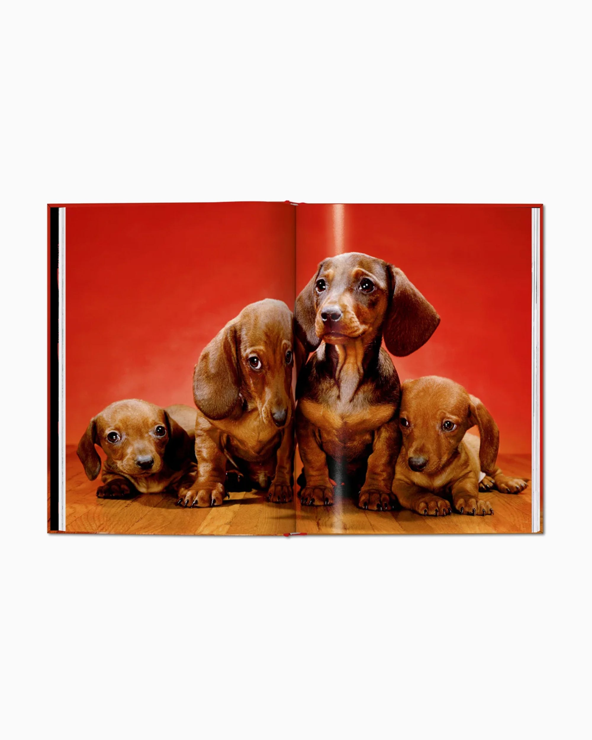 Books Magazines Taschen Walter Chandoha. Dogs. Photographs 1941–1991 - 978-3-7544-0025-8
